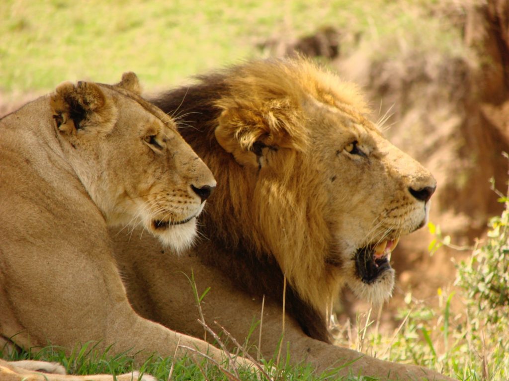 Female and Male Lions lounging in the grass at Maasai Mara in Kenya
